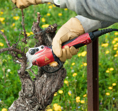 Sécateurs électriques viticoles : le sans-fil se taille une place dans les  vignes