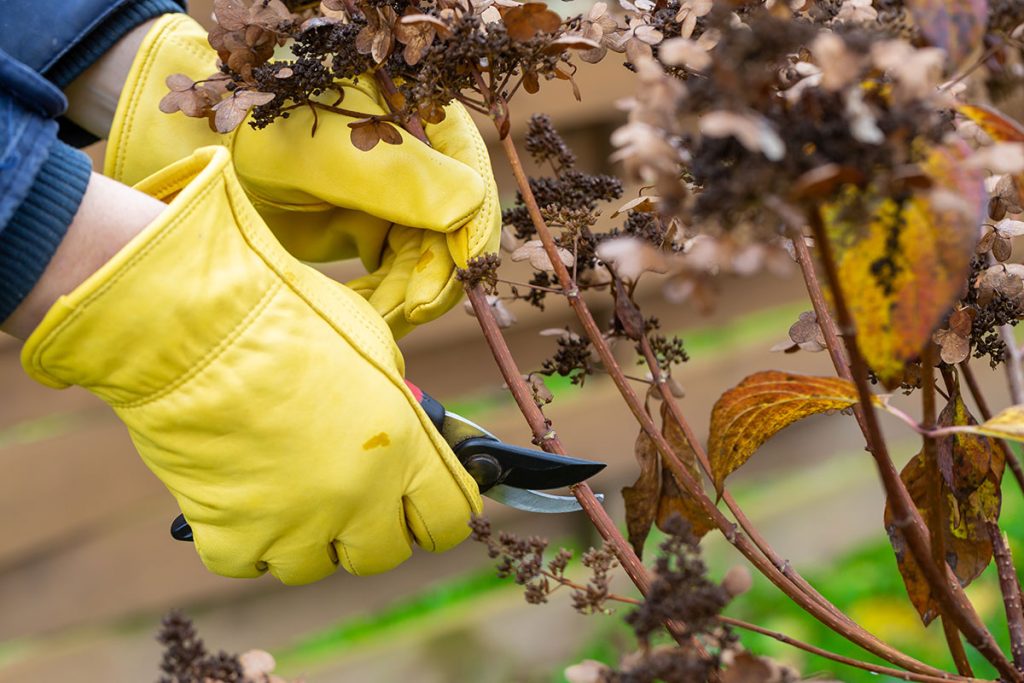 quel-secateur-pour-tailler-les-rosiers