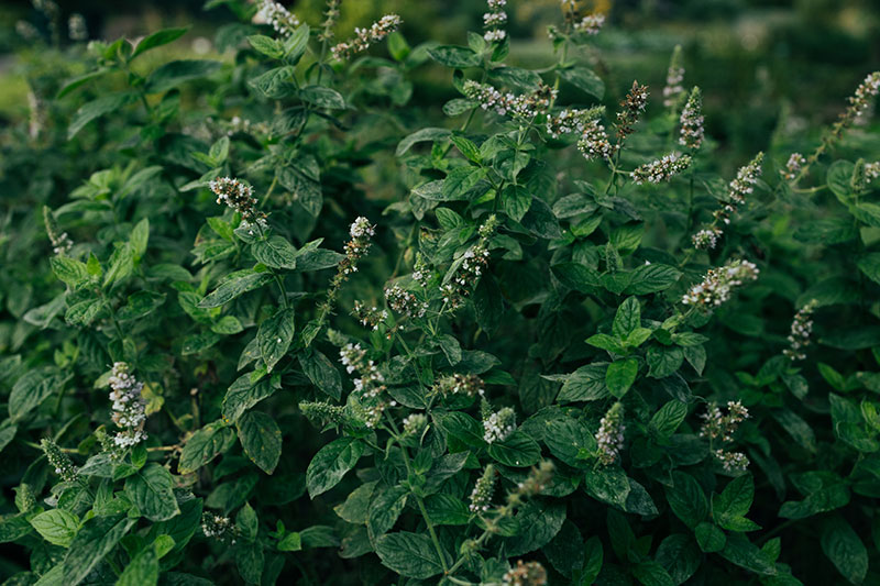 Les-anti-taupes-naturels-les-plus-efficaces