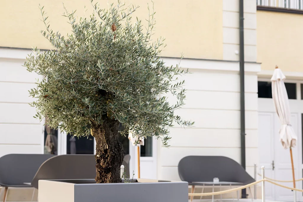 Comment-tailler-un-olivier-en-rond