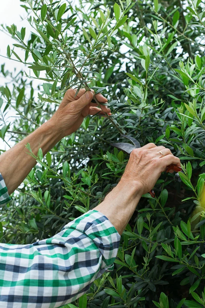 Comment-tailler-un-olivier-en-rond