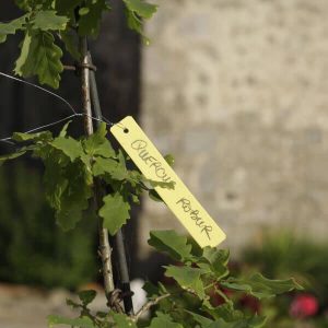 étiquette jaune avec le nom de la plante sur un arbre