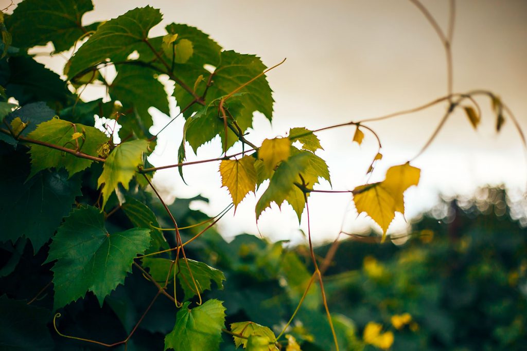 Sécateurs-viticulture-Tailler-les-vignes-et-récolter-les-grappes-de-raisin