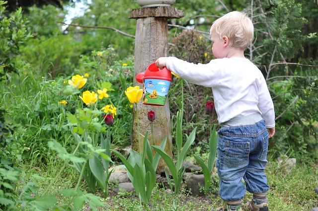 Enfant qui arrose des tulipes avec un petit arrosoir enfantin
