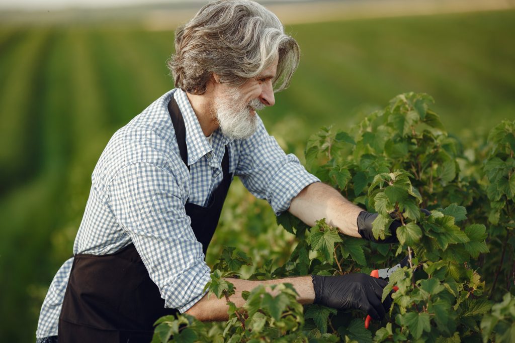 homme avec tablier qui taille la vigne