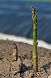 Comment cultiver les asperges ?