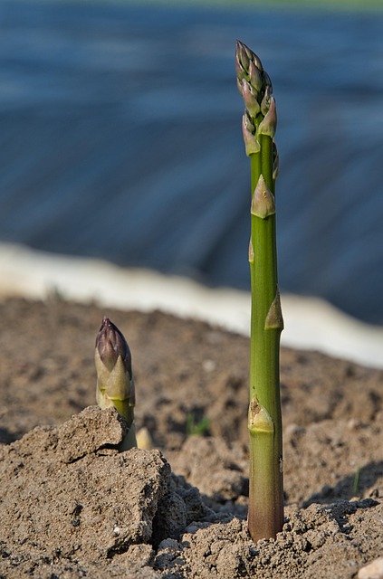 Comment cultiver les asperges ?