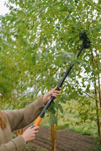 taille arbre fruitier